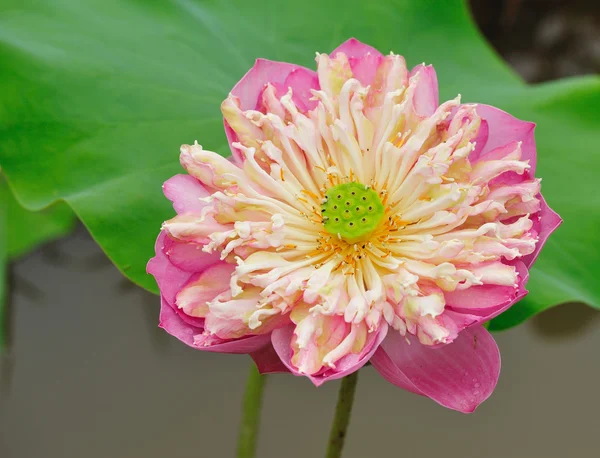 Closeup pink lotus flower — Stock Photo, Image