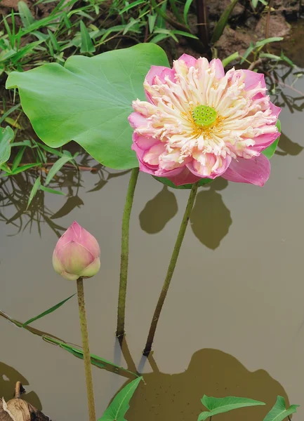 Closeup pink lotus flower — Stock Photo, Image