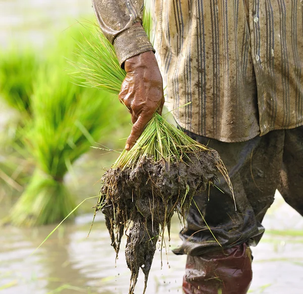 Agricultor tailandês plantando nas terras agrícolas de arroz paddy — Fotografia de Stock