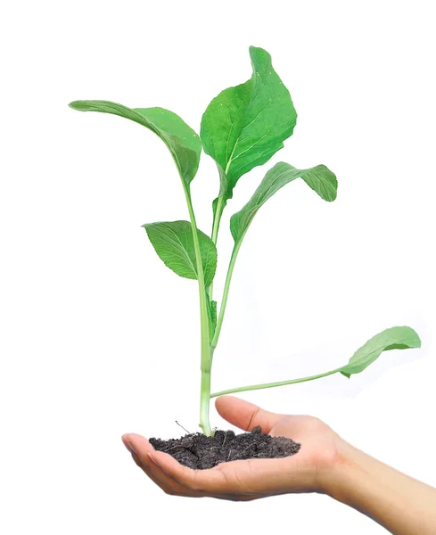 Planta em mãos — Fotografia de Stock