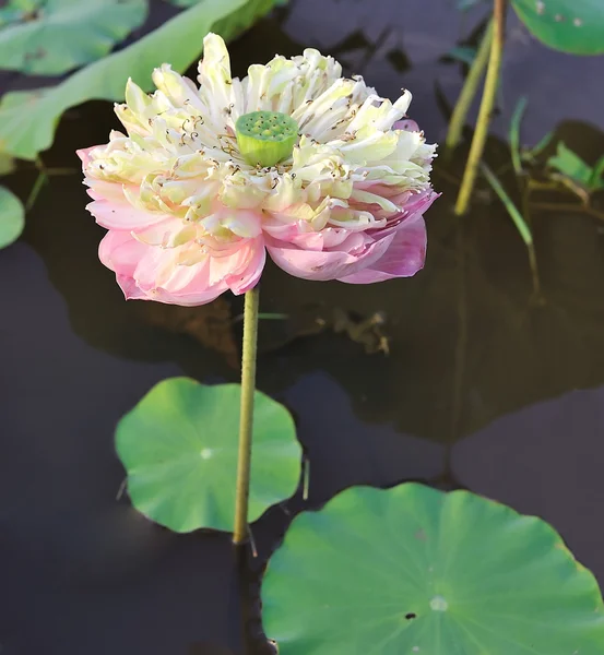 Closeup rosa flor de lótus — Fotografia de Stock