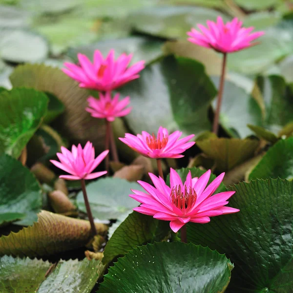 Pink lotus flower blooming at summer — Stock Photo, Image