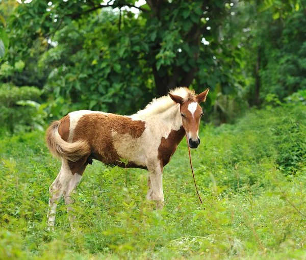 Cavalo bonito em um prado verde em dia ensolarado — Fotografia de Stock