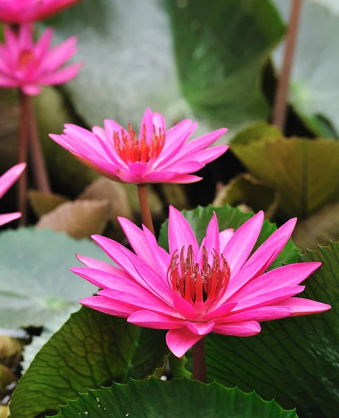 Pink lotus flower blooming at summer — Stock Photo, Image