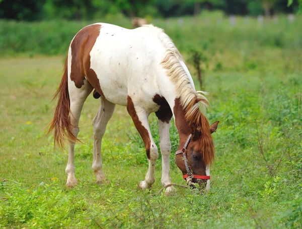 Beautiful Horse in a Green Meadow in sunny day — Stock Photo, Image