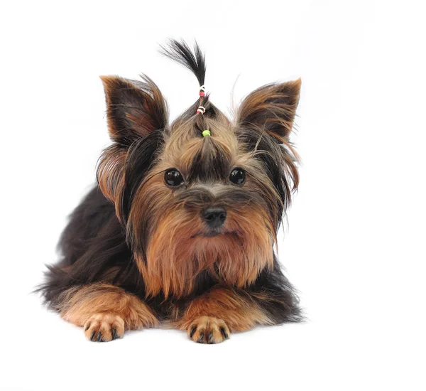 Yorkshire Terrier auf weißem Hintergrund — Stockfoto