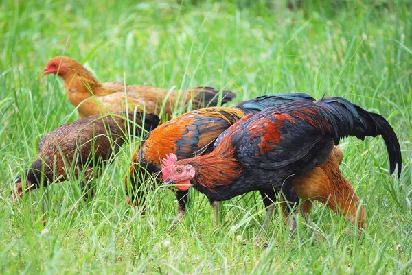 Cock on the farm, on green grass background — Stock Photo, Image