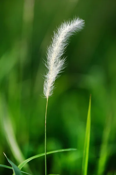 Zbliżenie biały Reed — Zdjęcie stockowe