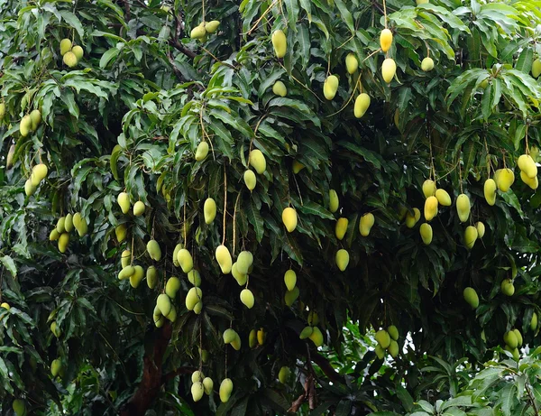 Mango på träd — Stockfoto