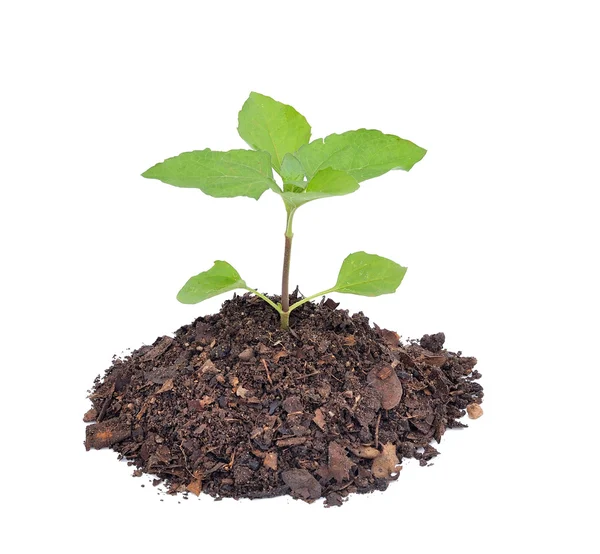 Planta joven aislada sobre fondo blanco —  Fotos de Stock