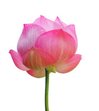 Beyaz arkaplanda izole nilüfer çiçeği