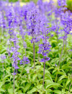 Mavi tropikal çiçek