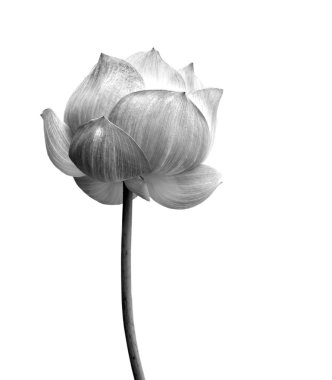 siyah beyaz beyaz zemin üzerine izole Lotus çiçeği.