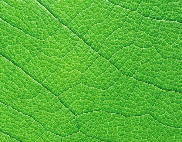 Macro extrema de folha verde com veias como uma árvore — Fotografia de Stock