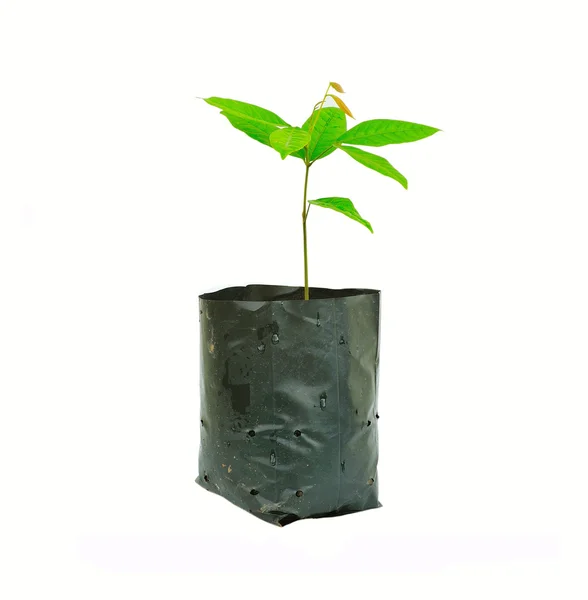 Plantje in een zwarte pot. geïsoleerd op witte achtergrond. — Stockfoto