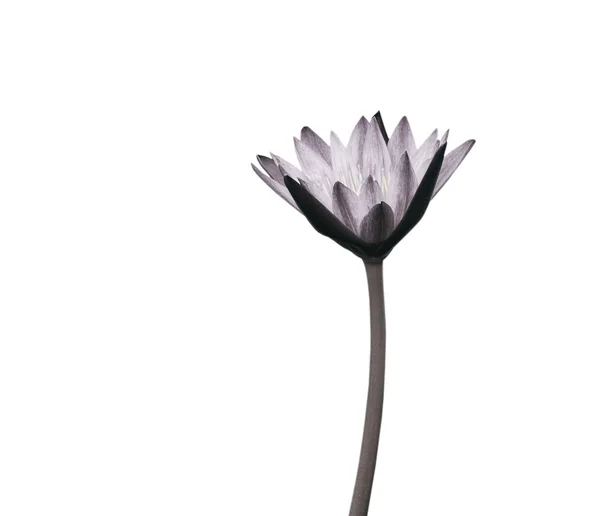 白い背景上に分離されて黒と白の蓮の花. — ストック写真