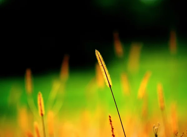 Beyaz reed closeup — Stok fotoğraf