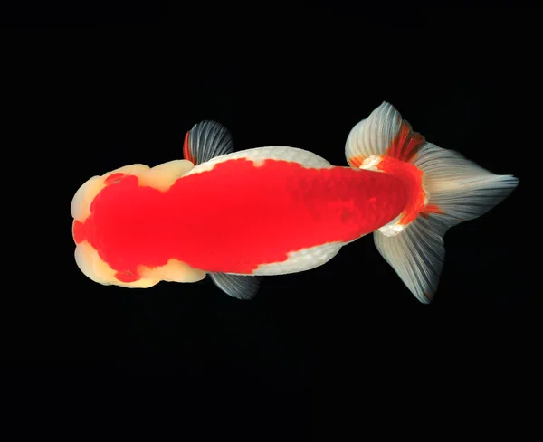 Visão superior Lion head goldfish no fundo preto — Fotografia de Stock