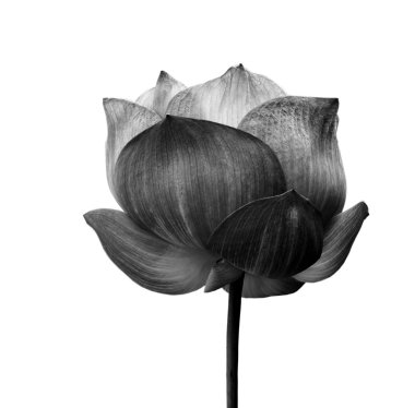 siyah beyaz beyaz zemin üzerine izole Lotus çiçeği.