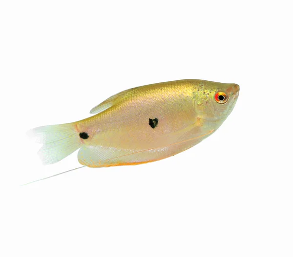 Ikan Koi Emas dengan latar belakang putih — Stok Foto