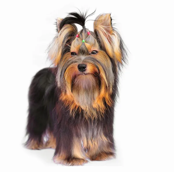 Yorkshire terrier na białym tle — Zdjęcie stockowe