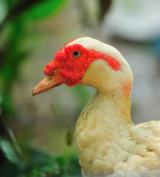 Beautiful color duck — Stock Photo, Image