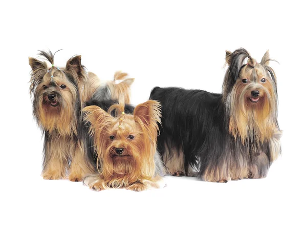 Yorkshire terrier na białym tle — Zdjęcie stockowe