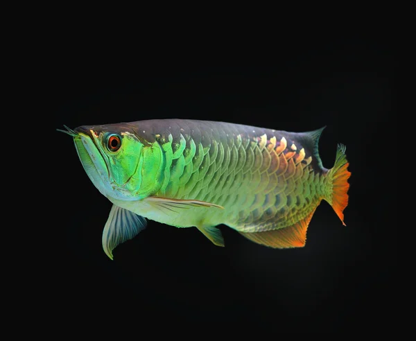 Aziatische arowana vis op zwarte achtergrond. — Stockfoto