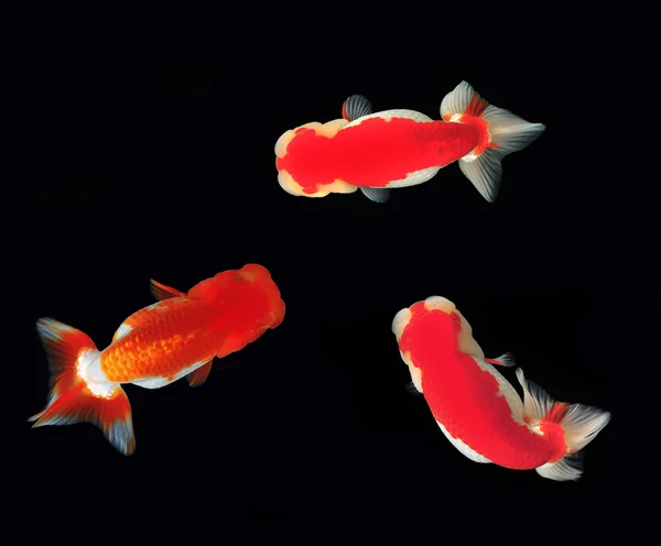 Top view Lion head goldfish on black background — Stock Photo, Image