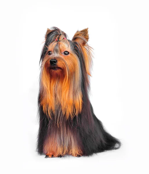 Yorkshire Terrier in front of a white background — Stock Photo, Image