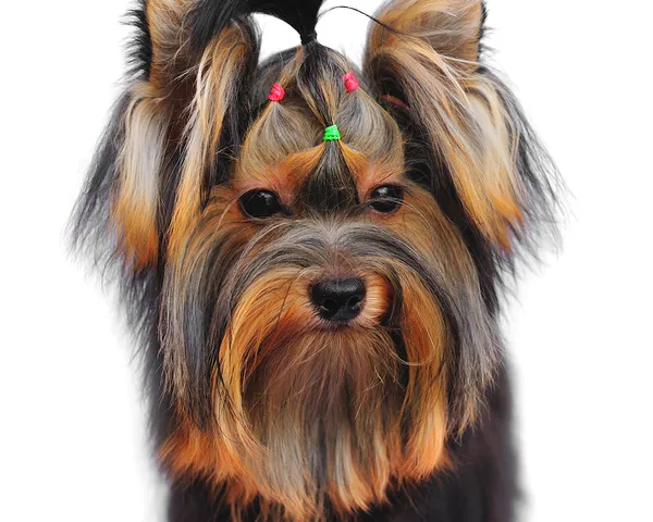 Yorkshire terrier on white background — Stock Photo, Image