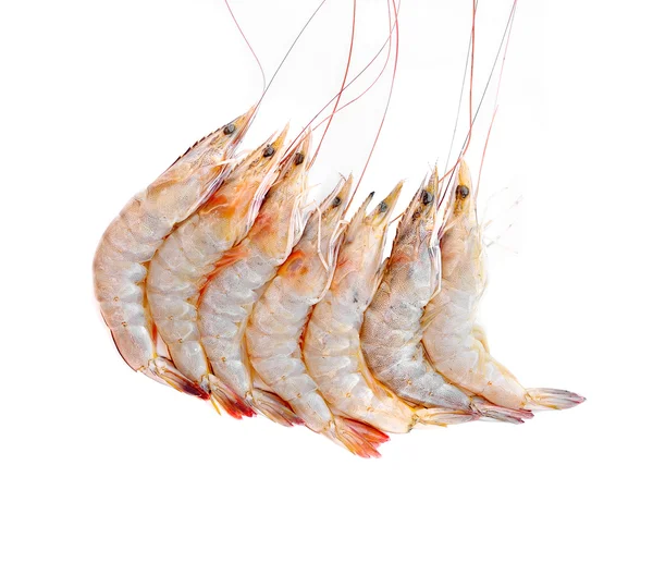 Fresh shrimp isolated on a white background — Stock Photo, Image