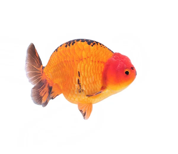 Lion head goldfish, close-up — Stock Photo, Image