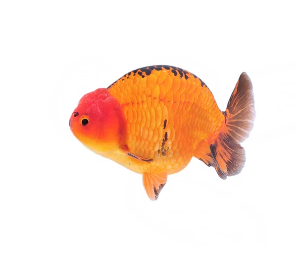 Lion head goldfish, close-up — Stock Photo, Image