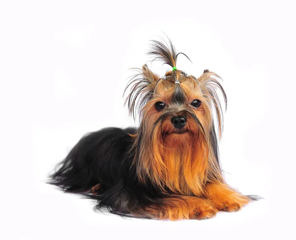 Yorkshire terrier on white background — Stock Photo, Image