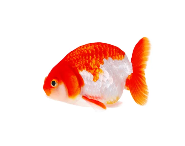 Arany halak elszigetelt fehér — Stock Fotó