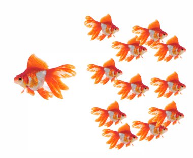 Altın Balık üzerinde beyaz izole