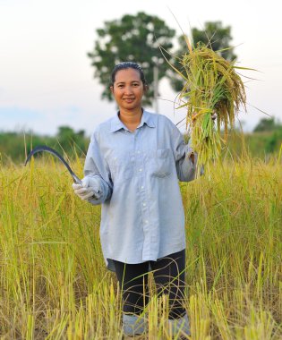 Çiftçi alanında, o hasat zamanı