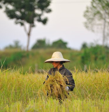 Çiftçi alanında, o hasat zamanı