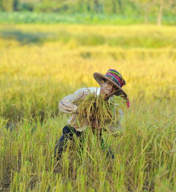 Çiftçi alanında, o hasat zamanı