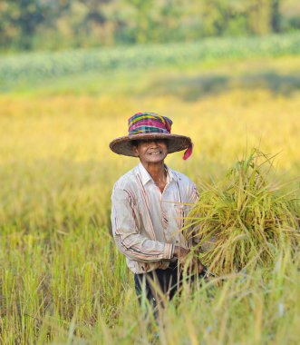 Çiftçi alanında, o hasat zamanı