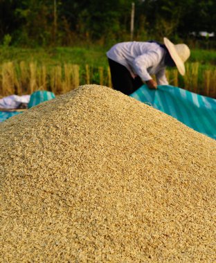 Tayland olgun pirinç sarı jasmin