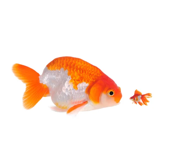 Gouden vis geïsoleerd op wit — Stockfoto