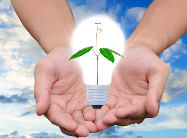 Light bulb in hand (green tree growing in a bulb) — Stock Photo, Image