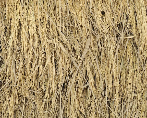 Yellow jasmine ripe rice from Thailand — Stock Photo, Image