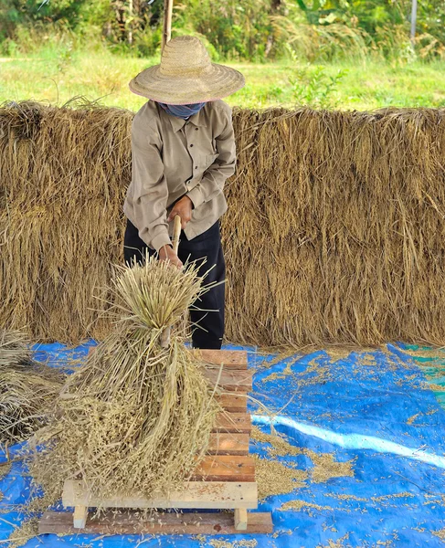 A maneira tradicional de debulhar grãos na Tailândia — Fotografia de Stock