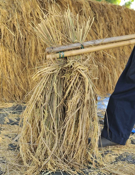 La forma tradicional de trillar el grano en Tailandia — Foto de Stock