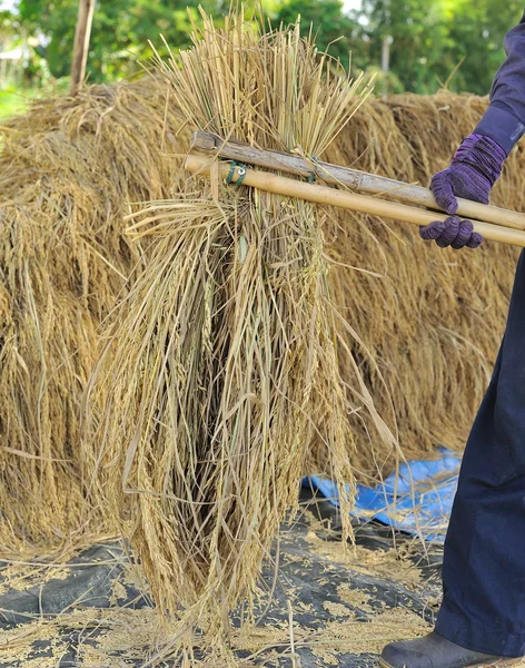 A maneira tradicional de debulhar grãos na Tailândia — Fotografia de Stock