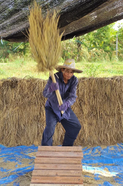 Il modo tradizionale di trebbiatura del grano in Thailandia — Foto Stock