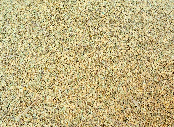Yellow jasmin ripe rice from Thailand — Stock Photo, Image
